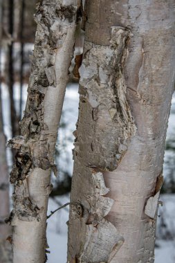 Bir huş ağacının gövdesine yakın çekim ve beyaz ve sarı kabuğu