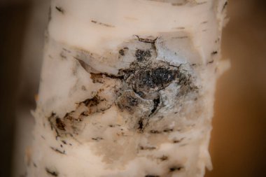 Bir huş ağacının gövdesine yakın çekim ve beyaz ve sarı kabuğu