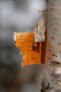 Bir huş ağacının gövdesine yakın çekim ve beyaz ve sarı kabuğu