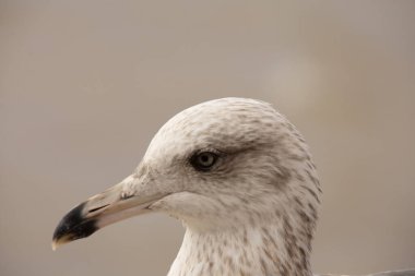 Genç martı Larus marinus, yakın çekim.