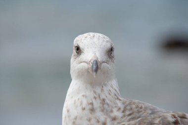 Genç martı Larus marinus, yakın çekim.