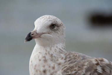 Genç martı Larus marinus, yakın çekim.
