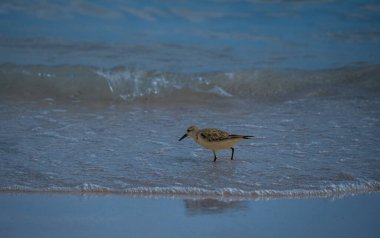 Fas 'ın Safi kentindeki çömlekçilik bölgesinin mimarisi.