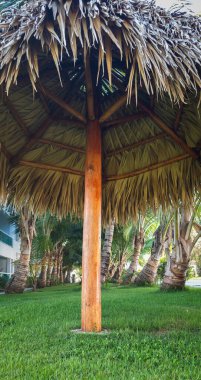 Punta Cana, Dominik Cumhuriyeti 'ndeki apartmanın önündeki palmiye ağacı bulvarı.