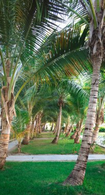 Punta Cana, Dominik Cumhuriyeti 'ndeki apartmanın önündeki palmiye ağacı bulvarı.
