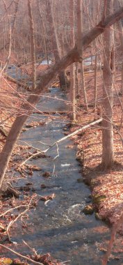 Quebec vilayetindeki Kanada ormanının kalbinde bahar akıntısı