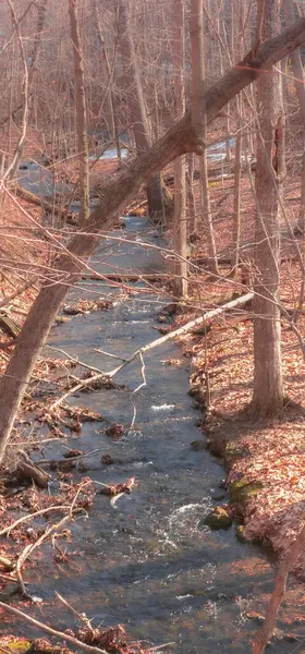 Quebec vilayetindeki Kanada ormanının kalbinde bahar akıntısı