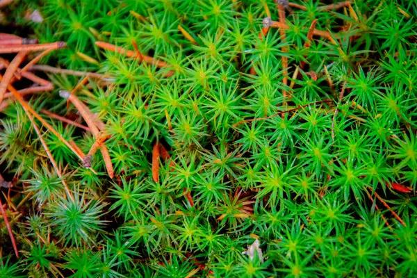 Baharda Kanada ormanının zemininde yosun var.