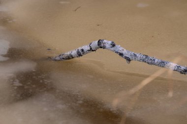İlkbaharda ağaç dalı ve donmuş gölet suyu. 