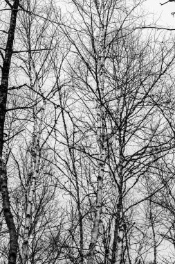 Quebec eyaletindeki Kanada ormanlarında huş ağaçları. Siyah ve beyaz 