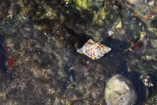 Kayalıklardaki deniz kabuğu berrak sularda 