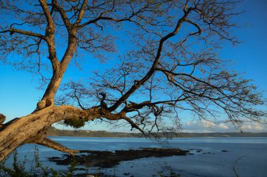 Kosta Rika 'daki Culebra Körfezi' nde sahili kaplayan büyük bir ağaç.