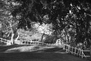 Kosta Rika 'nın Culebra Körfezi' nde sahili kaplayan büyük ağaç, siyah ve beyaz.