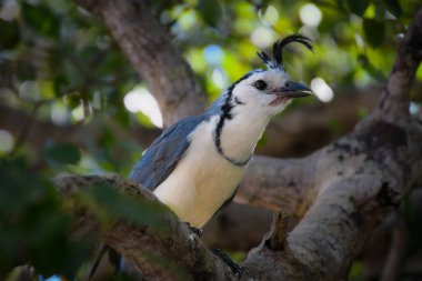 Kosta Rika 'nın Guanacaste eyaletinde Kosta Rika asıllı beyaz boğazlı Saksağan Jay' in güzel bir örneği.