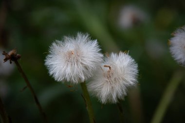 Yumuşak bokeh arkaplanlı karahindiba güllelerine yakın plan.