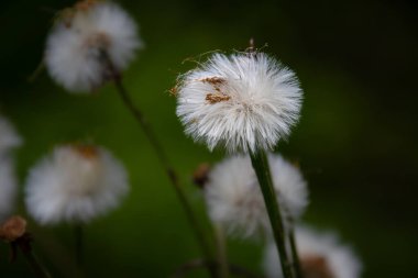 Yumuşak bokeh arkaplanlı karahindiba güllelerine yakın plan.