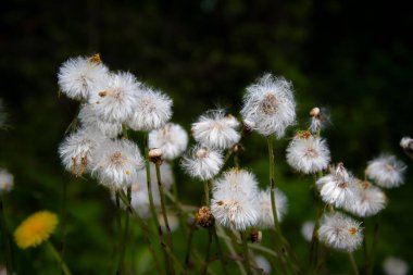 Yumuşak bokeh arkaplanlı karahindiba güllelerine yakın plan.