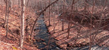 Sonbaharda ormanın içinden geçen güzel bir yolun gündüz çekimi.