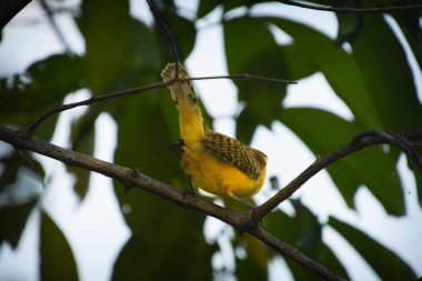 Parktaki bir ağacın dalındaki kuşun yakın çekim görüntüsü..