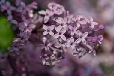 Bahçedeki güzel çiçekleri yakından çek.