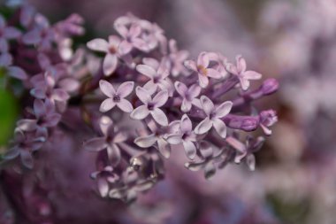 Bahçedeki güzel çiçekleri yakından çek.