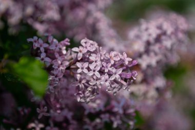 Bahçedeki güzel çiçekleri yakından çek.