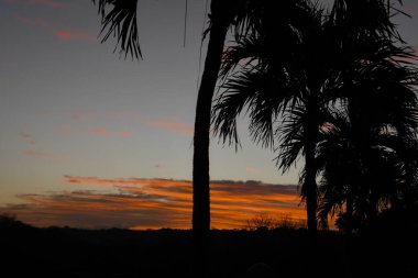 Akşamları sahildeki palmiye ağaçlarının siluetleri.