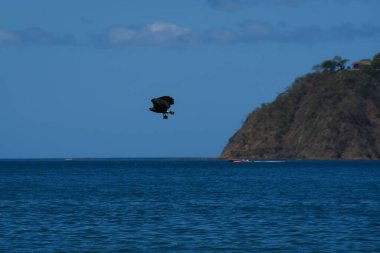 Balık yakalayan siyah bir şahinin güzel bir örneği.