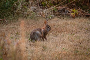 Kuru otları olan küçük sevimli bir tavşan. 