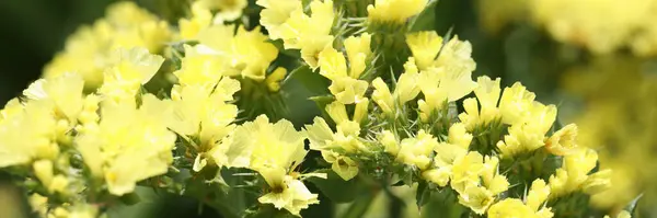春の終わりミモザの花の美しい黄色の枝が咲きます 春休みの花 ミモザの木を咲かせ 幸せな母の日 自然背景 — ストック写真