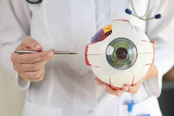 眼科医は眼の解剖学的モデルの一部を保持しています 外科治療と医学教育の概念 — ストック写真