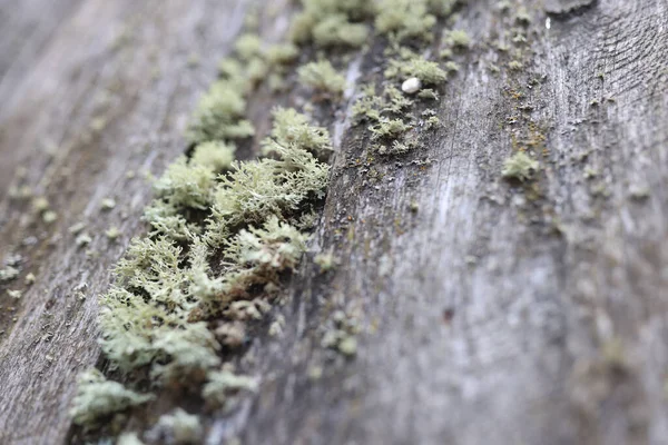 Permukaan Kayu Dengan Koloni Lumut Kerak Lichen Pada Latar Belakang — Stok Foto