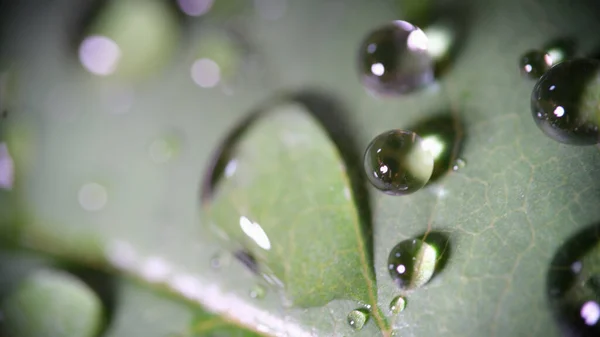 Many Beautiful Drops Pure Rain Water Green Leaf Closeup Macro — Stock Photo, Image