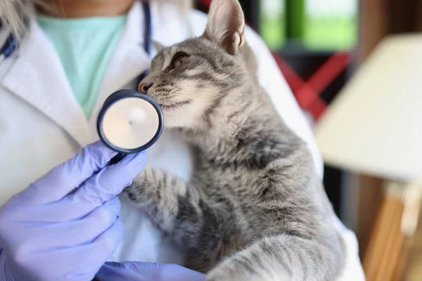 獣医クリニックで子猫を保持聴診器を持つ女性獣医師 ペット 猫の健康管理と動物病の概念のための獣医学 — ストック写真
