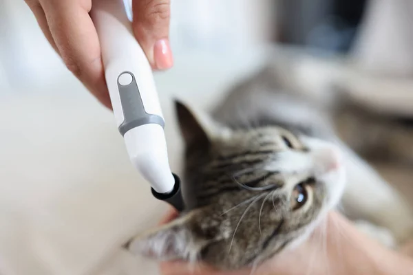 Veterinarian examines cat in veterinary clinic. Pet medical examination and pet health care concept. Kitten and medical device close up.