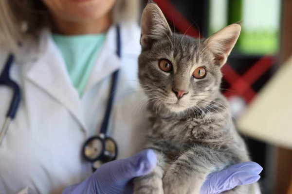 手に灰色の縞模様の猫を保持する女性獣医師のクローズアップ 獣医診療所におけるペットの健康診断と獣医学の概念 — ストック写真
