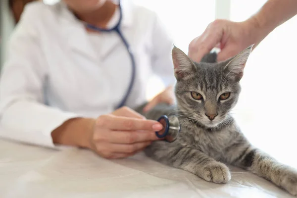 聴診器で灰色の縞模様の猫を調べる女性獣医師のクローズアップ 獣医室でのペットの健康診断と獣医学の概念 — ストック写真