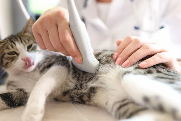 Detailní Záběr Kočky Ultrazvukovém Skenu Kanceláři Veterináře Veterinární Klinika Veterinární — Stock fotografie