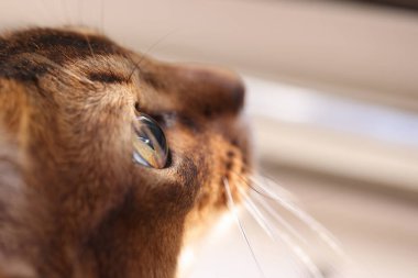 Yeşil gözlü safkan kahverengi kedi kafasının yakın çekimi. Kırmızı kedi ağızlığı. Ev hayvanları kavramı