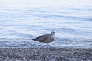 Çakıl taşlı deniz kıyısındaki beyaz ve gri martıların portresi. Martı, deniz kuşu, kroicocephalus ridibundus plajda, deniz arka planında.