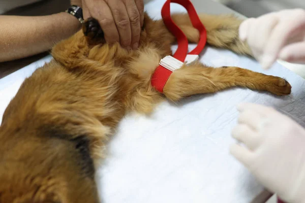 Närbild Veterinär Sterila Handskar Undersöker Röd Katt Veterinär Bord Läkarundersökning — Stockfoto