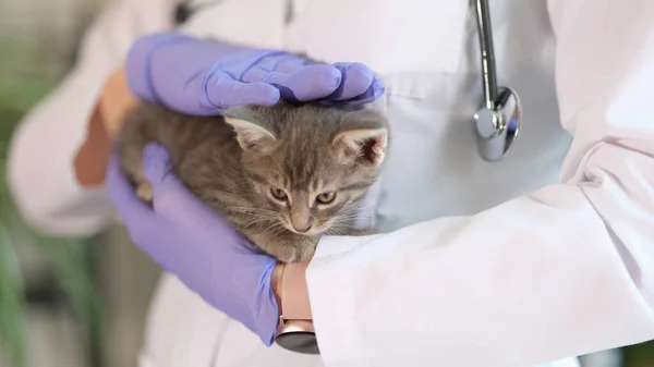 女性医師獣医師の近くに手に小さな子猫を保持する 獣医クリニックでの猫の健康診断と獣医学の概念 — ストック写真