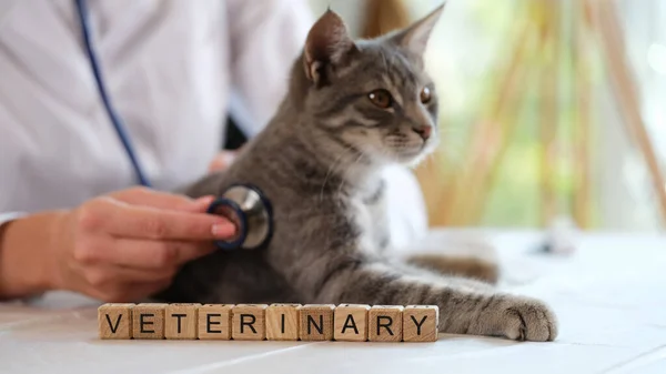 Närbild Kvinnlig Veterinär Undersöker Grå Randig Katt Med Stetoskop Veterinärord — Stockfoto