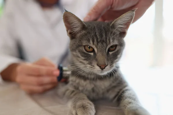 Veterinarian examines cat in veterinary clinic with stethoscope. Close-up of kitten being examined in vet clinic.