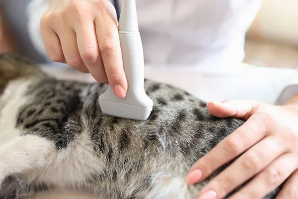 Närbild Kvinnlig Veterinär Kontrollera Hälsan Hos Katt Med Ultraljud Ultraljudsdiagnostik — Stockfoto