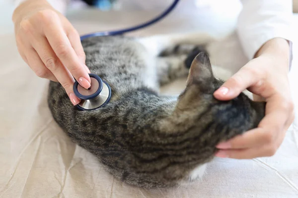 獣医師は猫の心臓の鼓動を聞き 聴診器で呼吸する 獣医学クリニックにおける動物病気の診断 — ストック写真