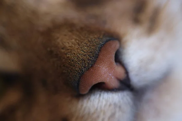 国内の赤い猫の鼻を閉じます 猫の鼻 フィールドの浅い深さ — ストック写真