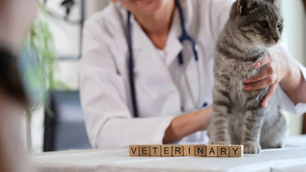 Word veterinary on wooden cubes and veterinarian with cat sitting on table in veterinary clinic. Concept of medicine and healthcare for pets.