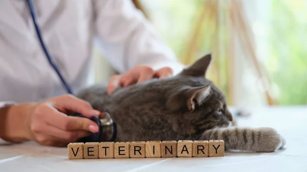 Kvinna Veterinär Diagnostik Katt Stetoskop Kliniken Närbild Katt Med Veterinär — Stockfoto