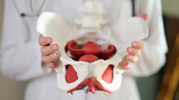 Женский гинеколог показывает модель женского таза с крупным планом мышц.